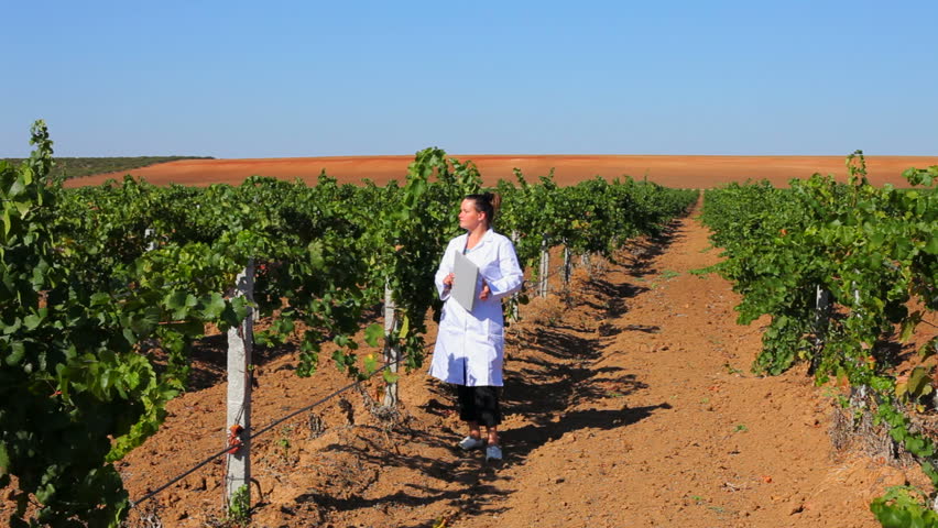 Quality check. Female experts monitors the quality of grapes grown.