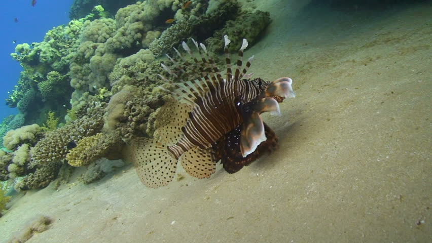 Striped common lion-fish close to the sandy ocean floor. Red sea, Egypt.