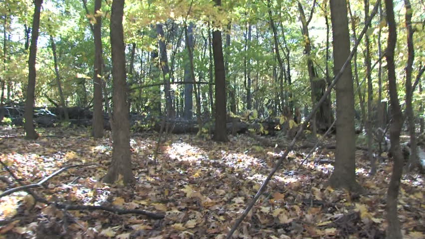 Moving Quickly Through Forest
