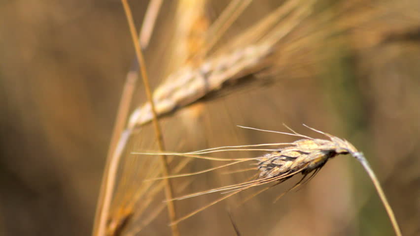 Close up on ears of ripe rye