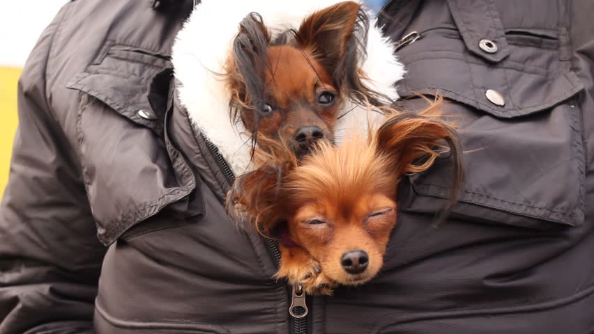 two toy-terriers hiding from the cold