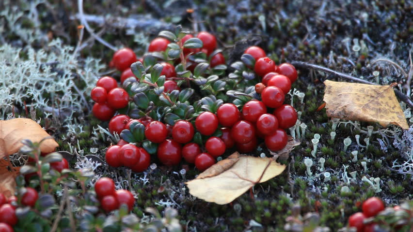 Autumn, tundra, berries