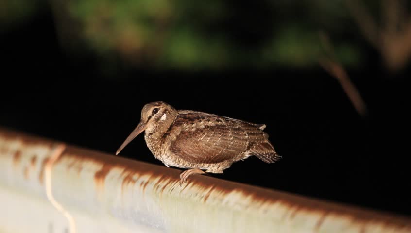 Header of Amami woodcock