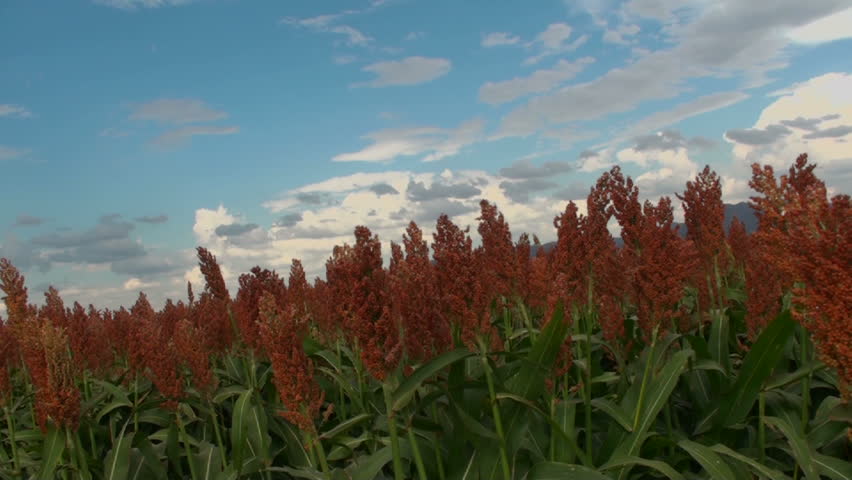 Autumn crops mature to rusty red. 1920x1080