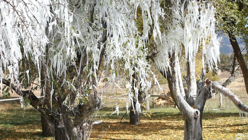 Ice and icicles hanging in fruit orchard trees. Melting and dripping. Many icicles hanging from a fruit tree. 
