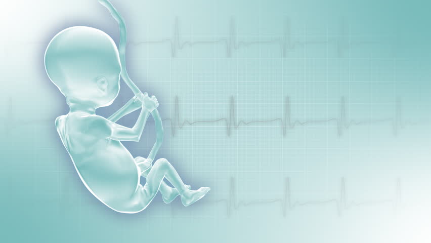 Background with ecg and rotating 3d fetus. Seamless loop.