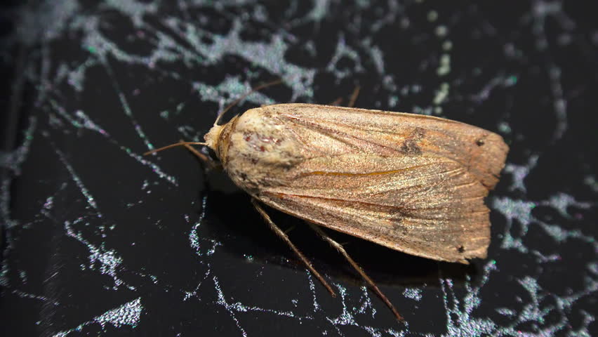 Header of Agrotis