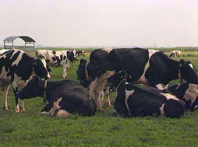 Herd of cows grazing on field