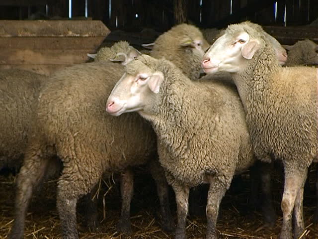 Large flock of sheep at the farm.