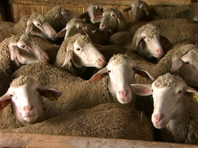 Flock of sheep fill frame.They look toward the camera.