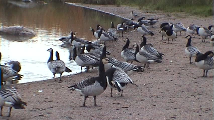 Canada goose preparing for migration two, tripod, 16x9, tripod, 16x9