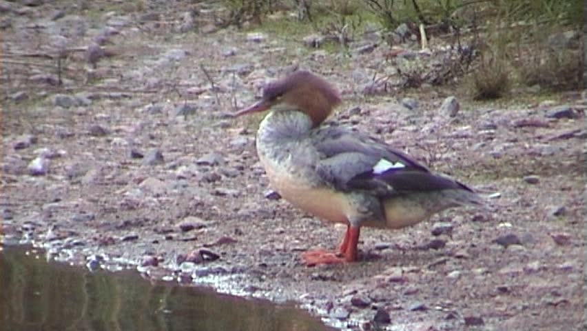 Great Crested Grebe cleaning feather, tripod, 16x9