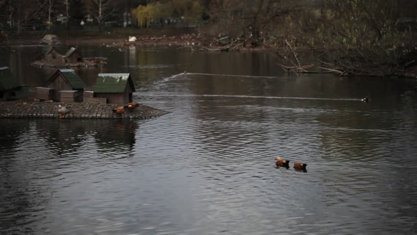 ducks on the pond. Video made by 5DMII