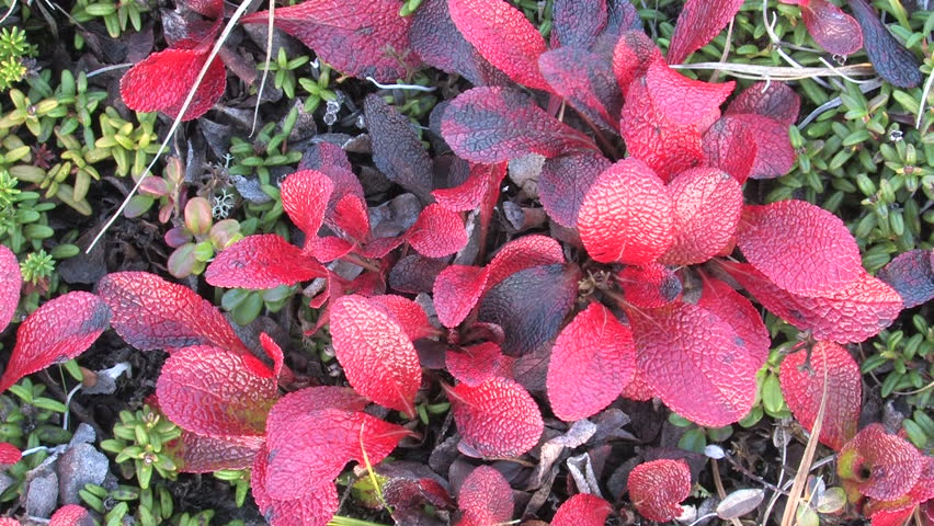 autumn, tundra, berries
