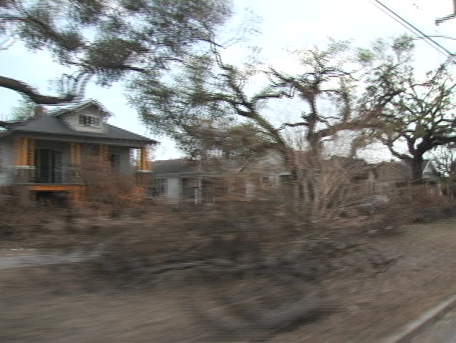 A hundred year-old tree completed uprooted by Hurricane Katrina.