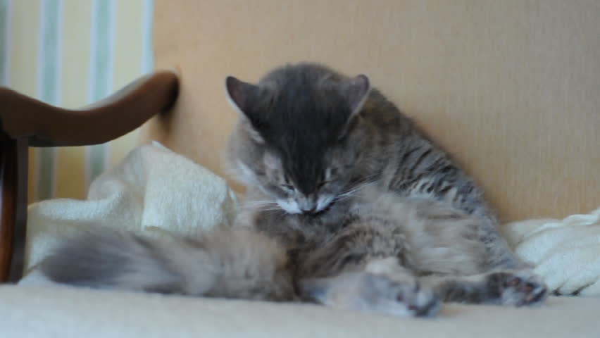 cat cleaning itself while sitting on a couch 