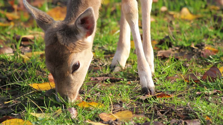 Cute fawn grazes the grass 