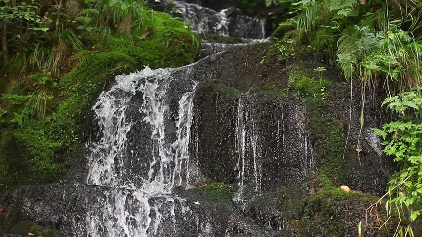 Forest cascade, environmental conservation