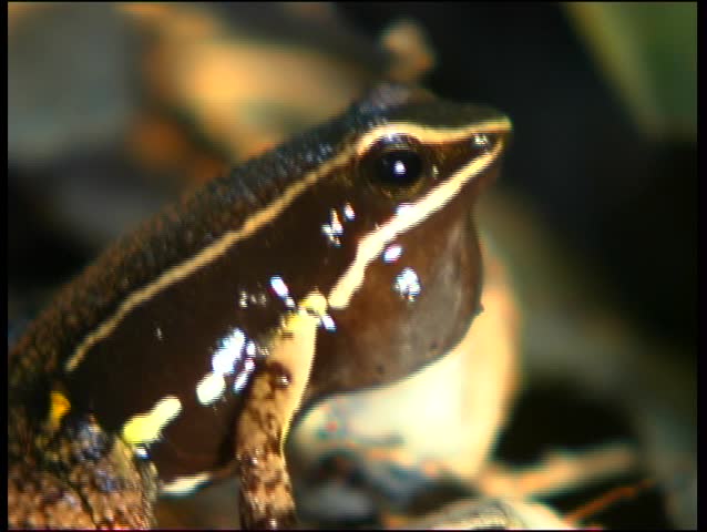 Header of Allobates femoralis
