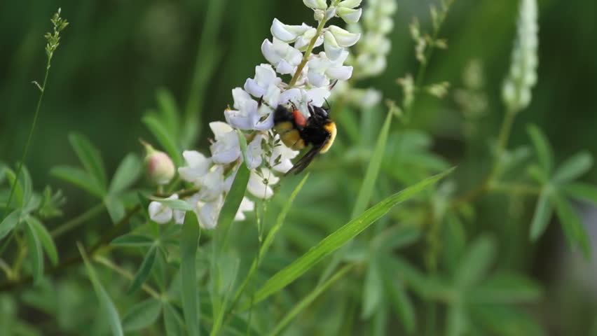 Macro of a bumblebee pollinating a wildflower in Colorado. HD 1080p.