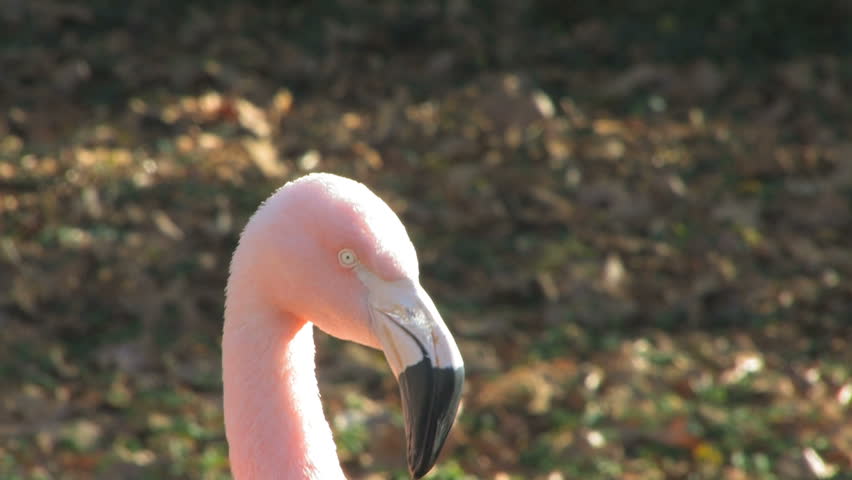 flamingo head closeup - opening beak and turning