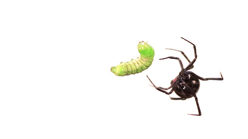 Header of Latrodectus mactans