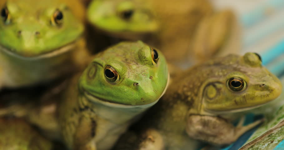 Brown Frog Close Up Image Free Stock Photo Public Domain Photo