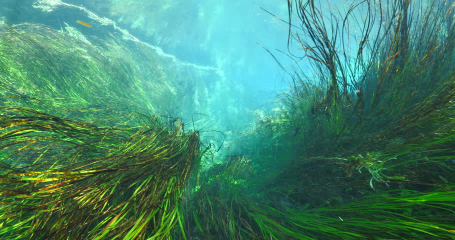 Водоросли без воды. Речные водоросли Посейдония. Посейдония Австралиус. Речное дно. Водоросли под водой.