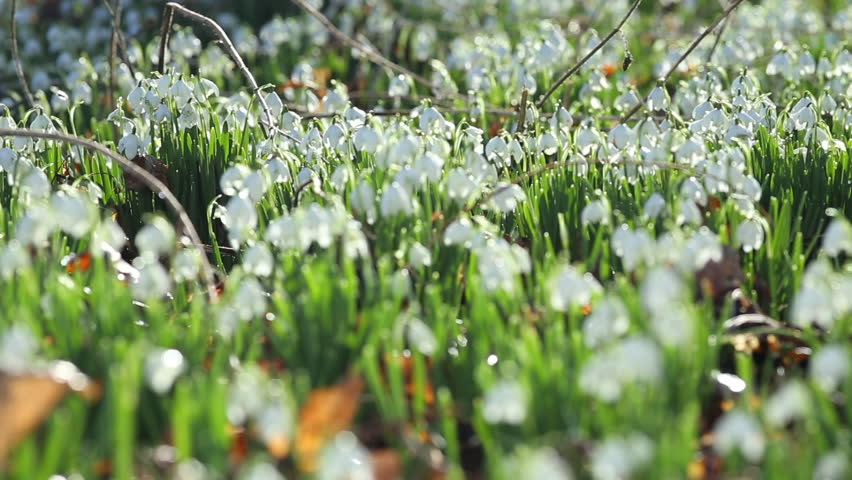 Header of snowdrop