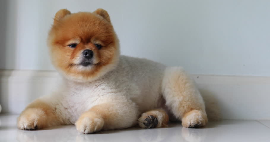 4k00 12pomeranian Dog Cute Small Pet Grooming Short Hair Round