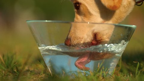 Dog Drinking Water Slow Motion Stock Footage Video (100% Royalty-free)  1008258409 | Shutterstock