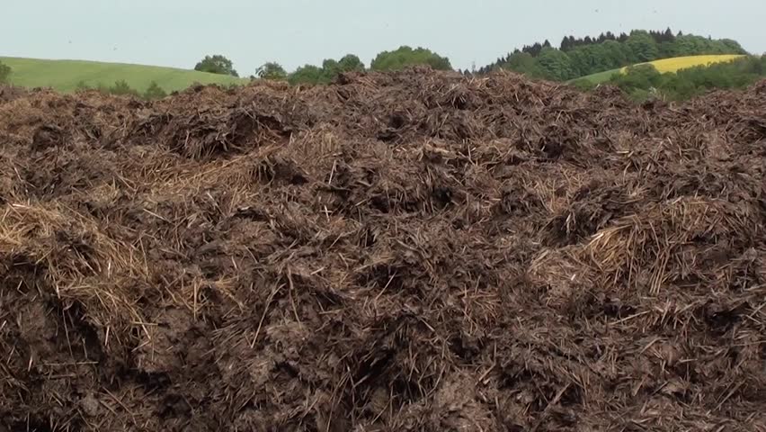 Cow Dung Stock Footage Video Shutterstock cow-dung-stock-footage-video-shutterstock