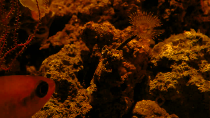 Header of Spallanzani