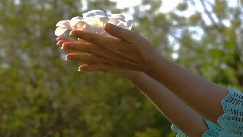 Fallen Plumerias Woman Hands Holding Stock Footage Video 100