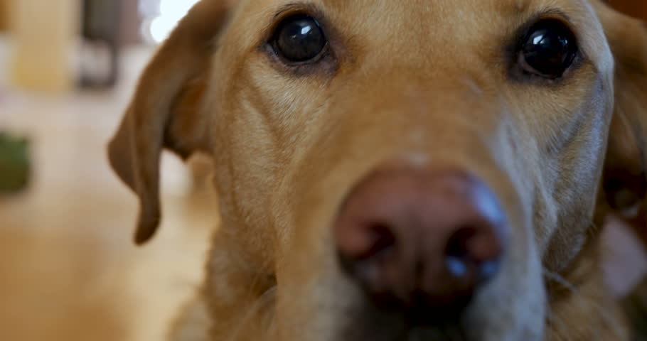 Семья моет собаку. Being petted to be petted. Котик по английскому. Being petted to be petted. Дети и животные на ковре.
