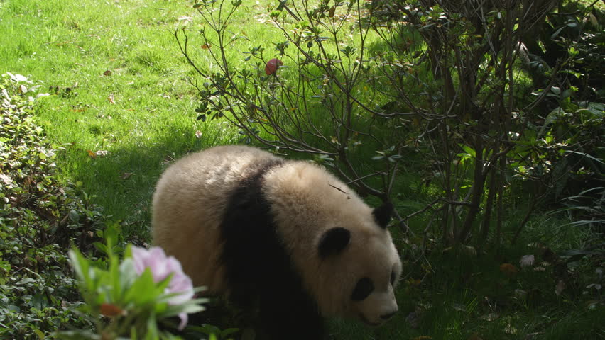 panda-bear-thumb-evolution