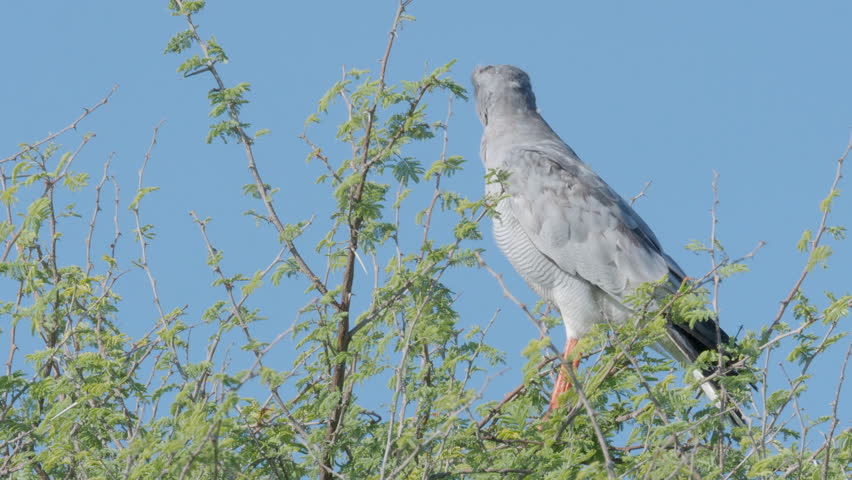 Header of African goshawk