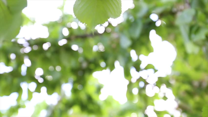 Header of phenological
