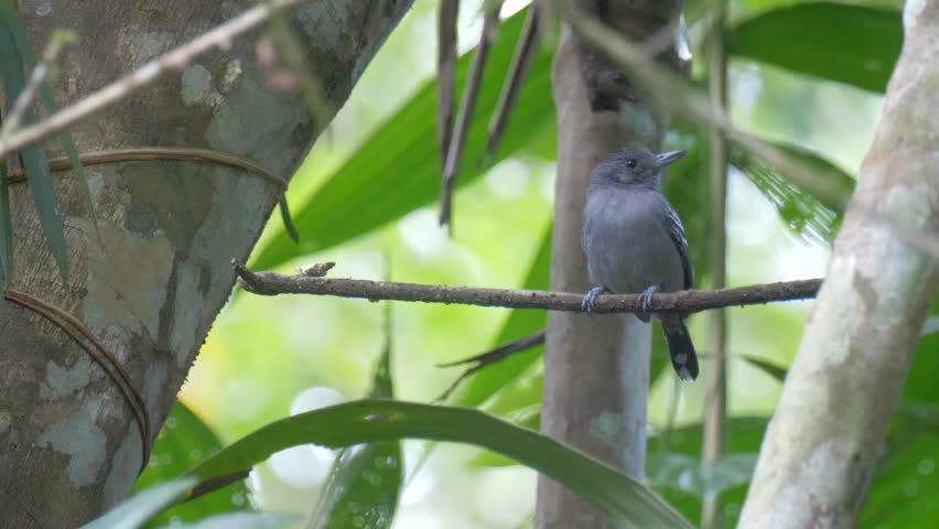 Header of antbird