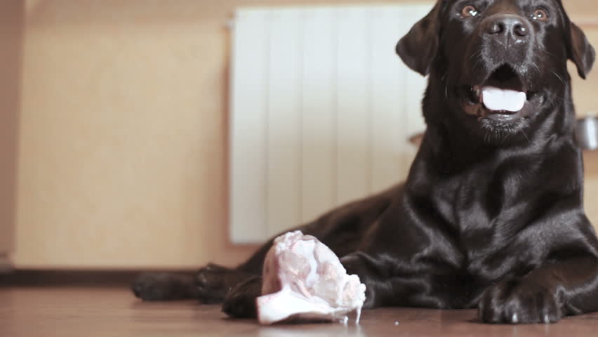 Hd00 30black Dog Labrador Retriever Gnaws Bone In The Apartment Black Dog Labrador Retriever Gnaws Bone In The Apartment Domestic Pet Is Eating Raw Meat Predator Quenches Natural Instinct