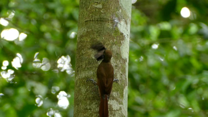 Header of woodcreeper