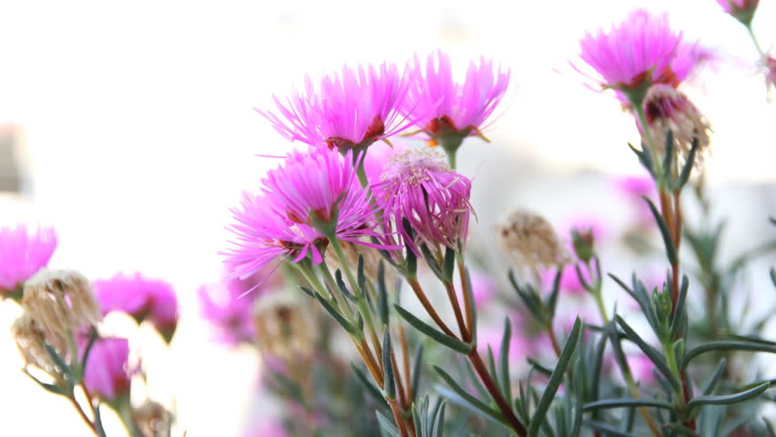 Header of Aizoaceae