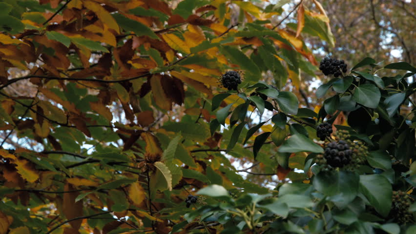 Header of ivy