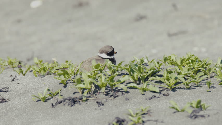 Header of plover