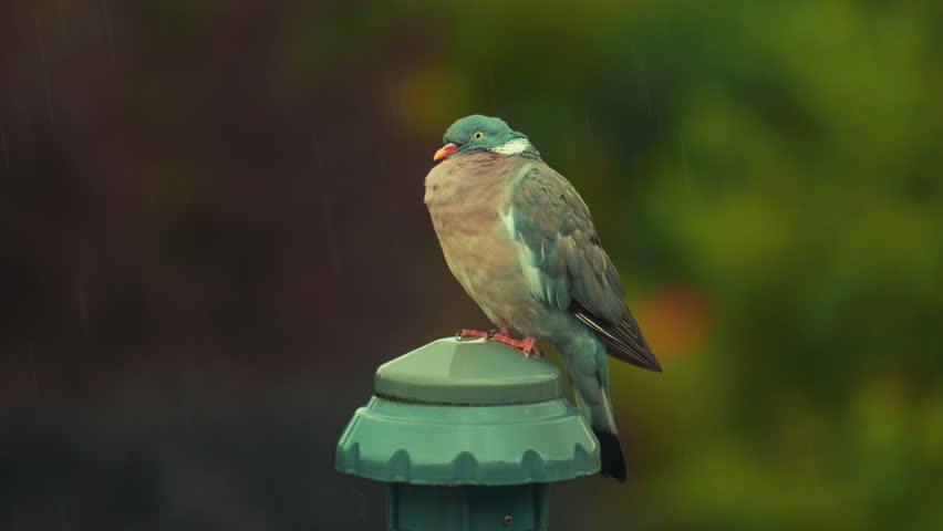 Header of Pidgeon
