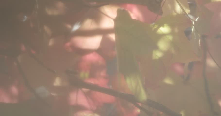 Header of liquidambar