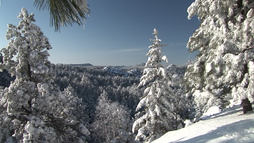 Trees in the black Hills Forest in the Black Hills, South Dakota image ...