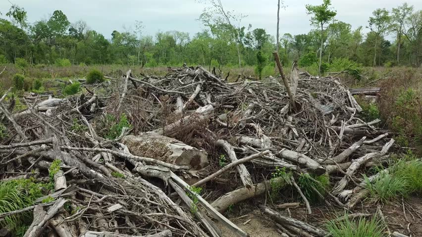 Header of clear cut