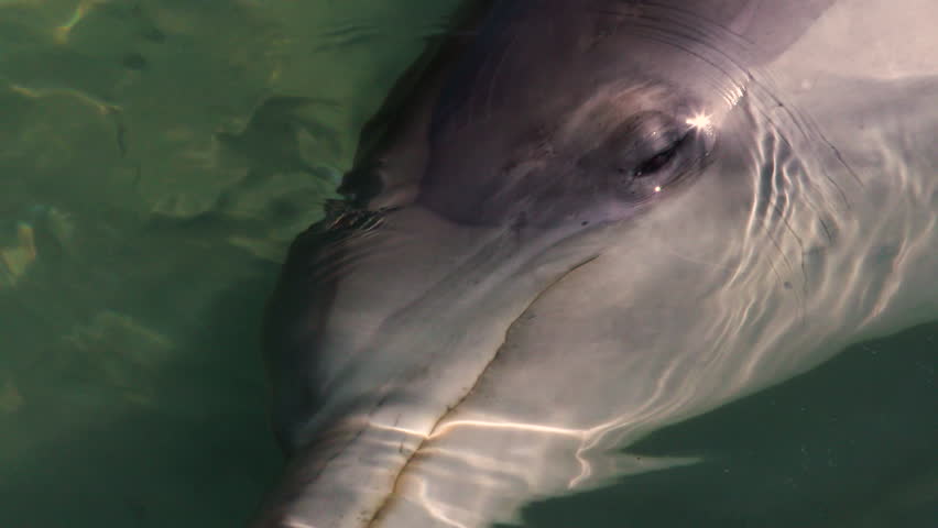 A medium shot of dolphins swimming under the water. Camera tracks the movement of the dolphin