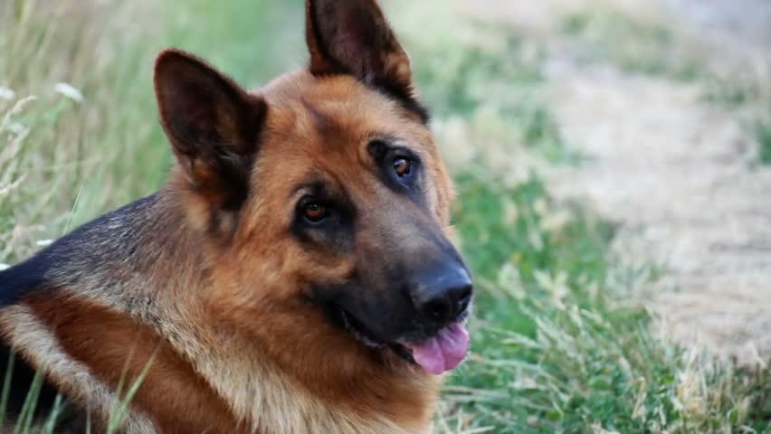 German Shepherd Dog image - Free stock photo - Public Domain photo ...